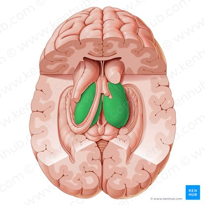 Tálamo (Thalamus); Imagen: Paul Kim