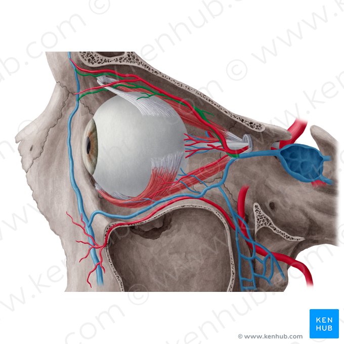 Vena oftálmica superior (Vena ophthalmica superior); Imagen: Yousun Koh