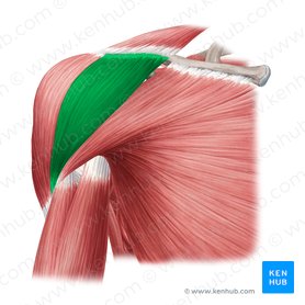 Porción clavicular del músculo deltoides (Pars clavicularis musculi deltoideus); Imagen: Yousun Koh