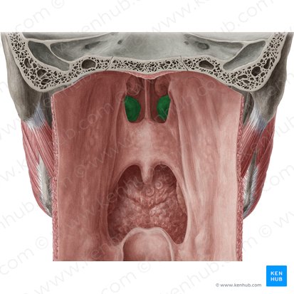 Inferior nasal concha (Concha nasalis inferior); Image: Yousun Koh