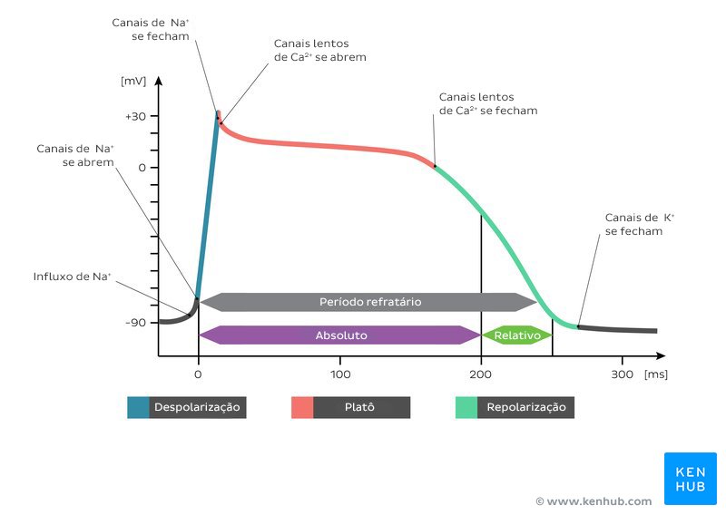 Potencial de ação dos cardiomiócitos