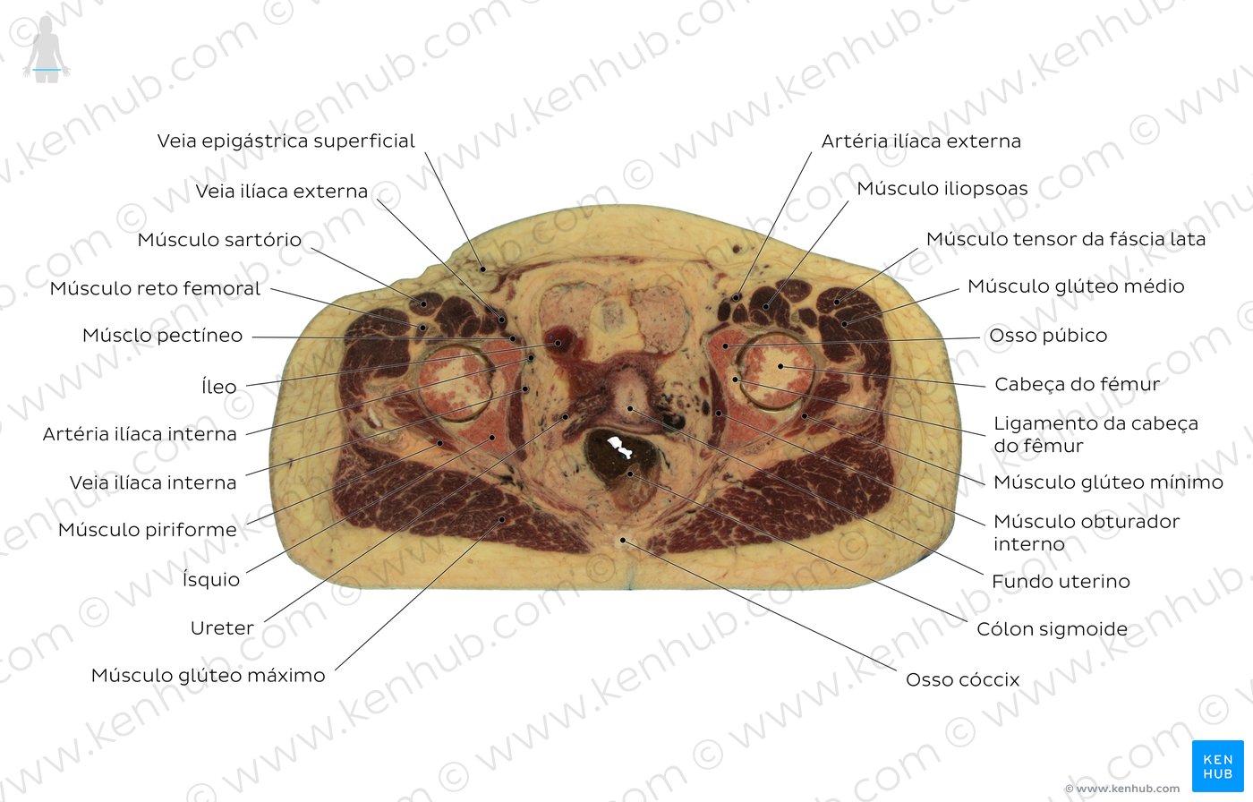 Corte transversal da pelve feminina através da extremidade distal do cóccix - Diagrama
