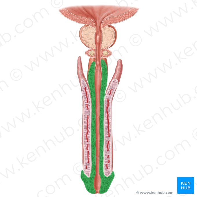 Cuerpo esponjoso del pene (Corpus spongiosum penis); Imagen: Samantha Zimmerman