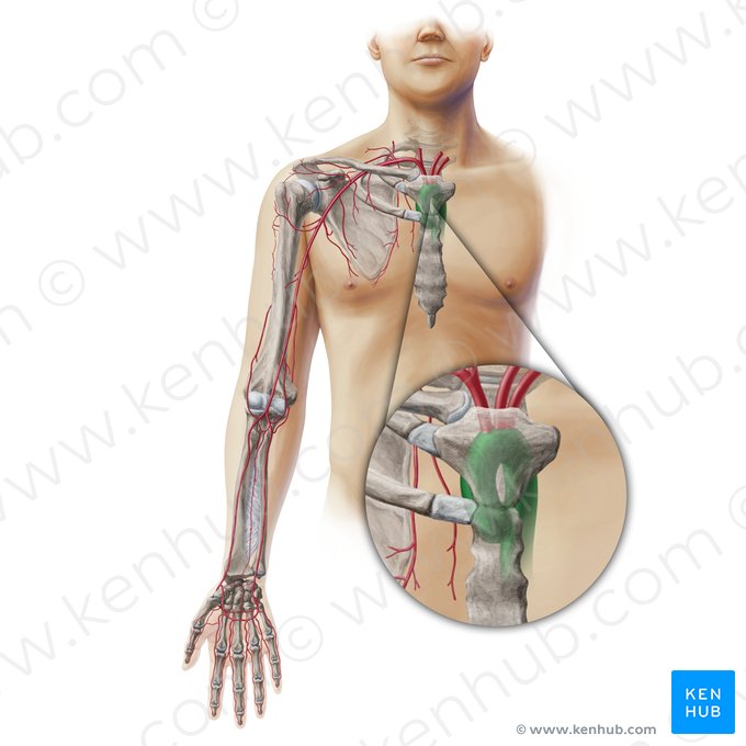 Aorta; Imagen: Paul Kim