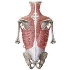 Neurovasculature of the back