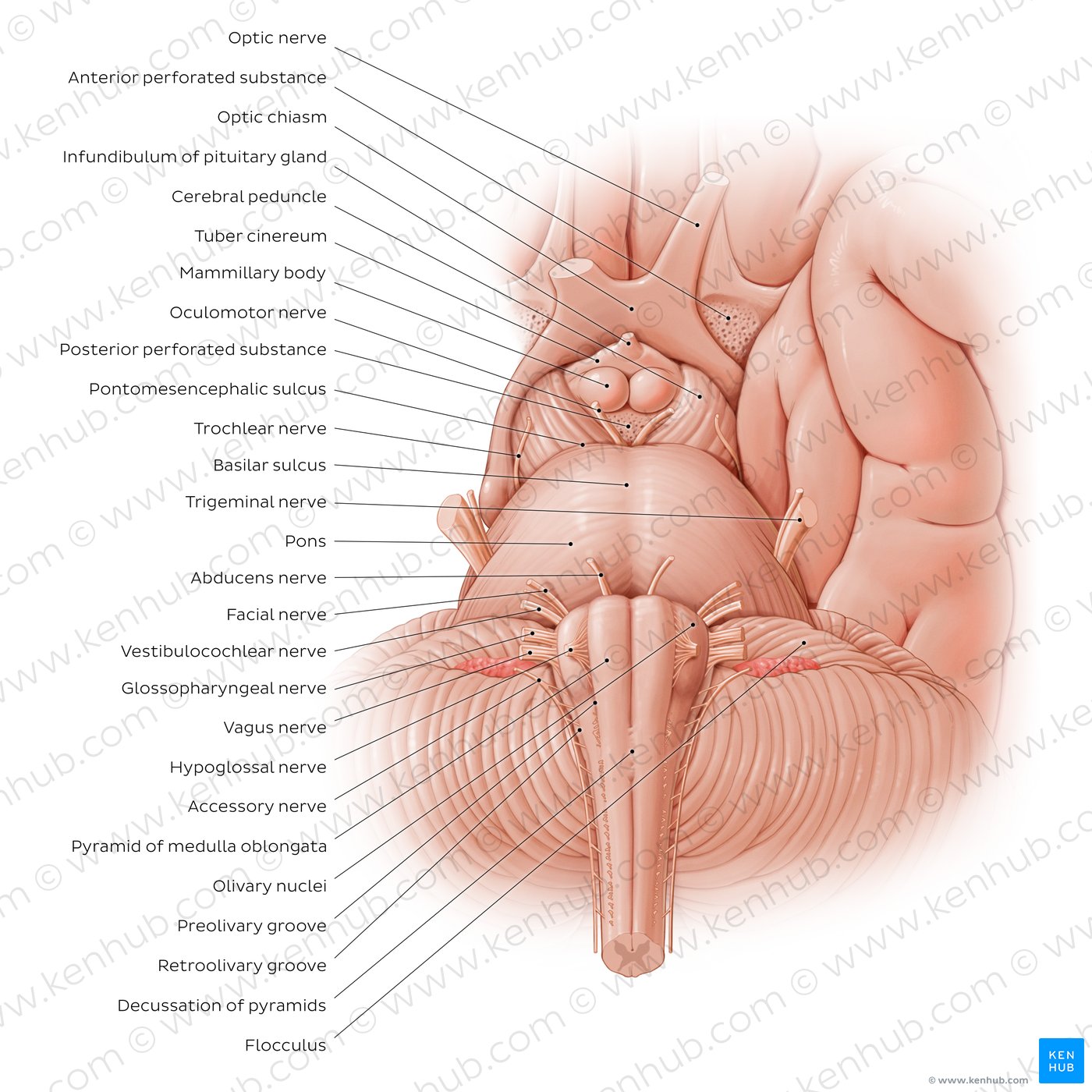 Anterior view of the brainstem