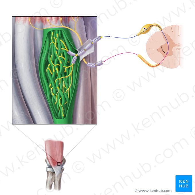 Tendon organ (Organum sensorium tendinis); Image: Paul Kim