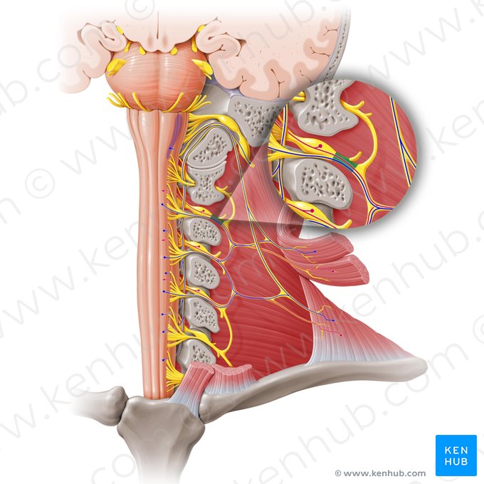 Nervio espinal C2 (Nervus spinalis C2); Imagen: Paul Kim