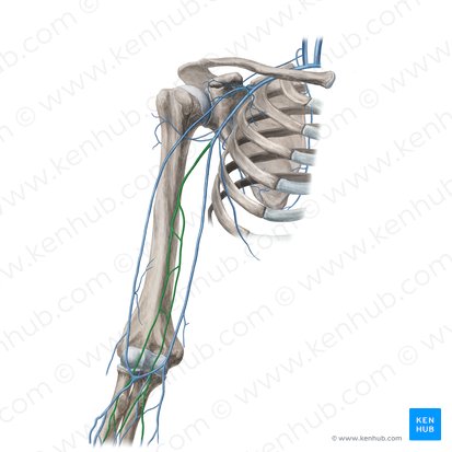 Brachial veins (Venae brachiales); Image: Yousun Koh