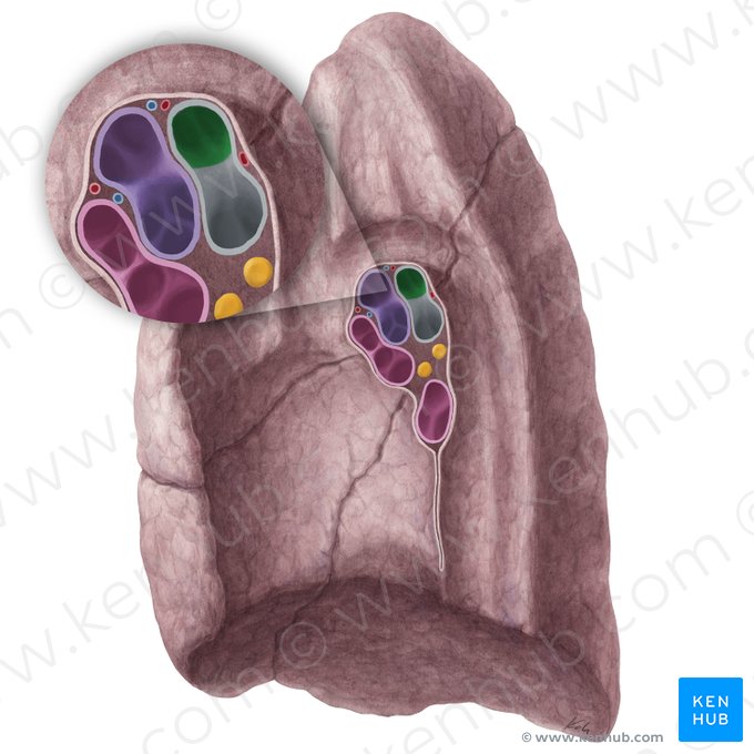 Right superior lobar bronchus (Bronchus lobaris superior dexter); Image: Yousun Koh