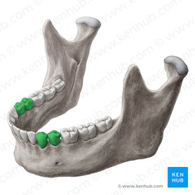 Premolares (Dentes premolares); Imagen: Yousun Koh