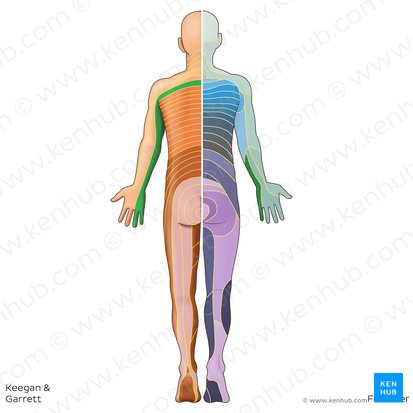 Dermatome C8 (Dermatoma C8); Image : Irina Münstermann