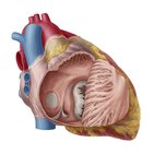Right atrium