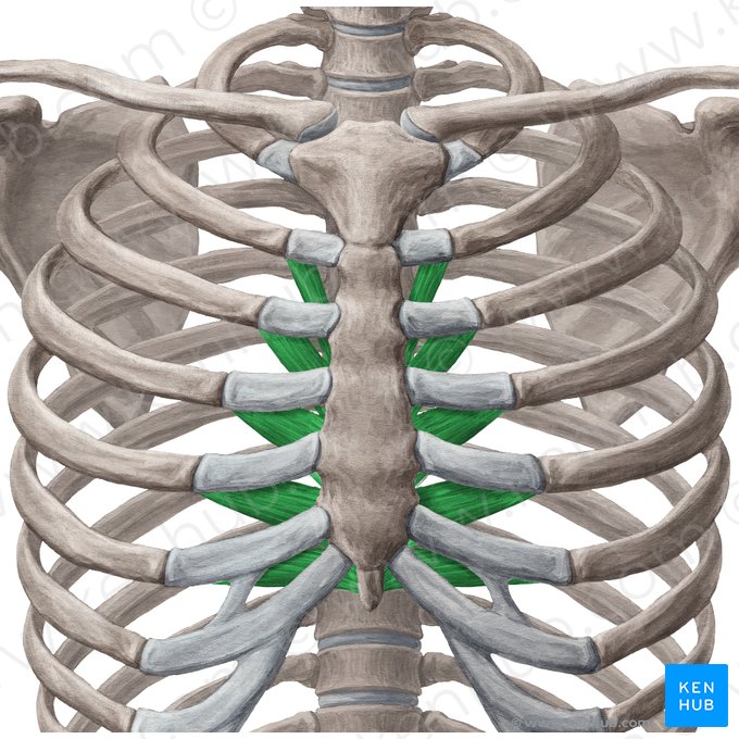 Muscle transverse du thorax (Musculus transversus thoracis); Image : Yousun Koh