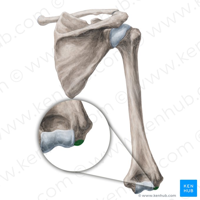 Capitulum of humerus (Capitulum humeri); Image: Yousun Koh