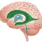 Lateral ventricles