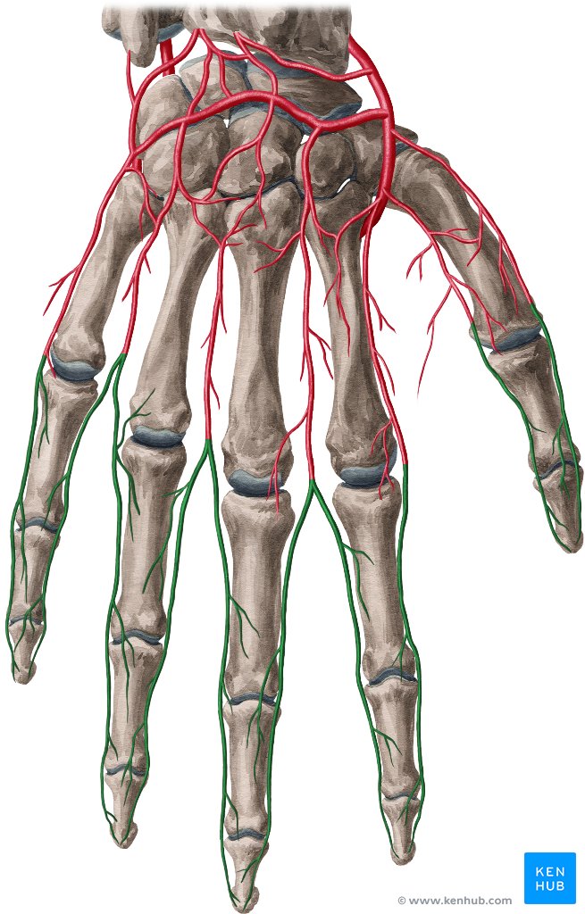 Anatomical snuff box - Physiopedia