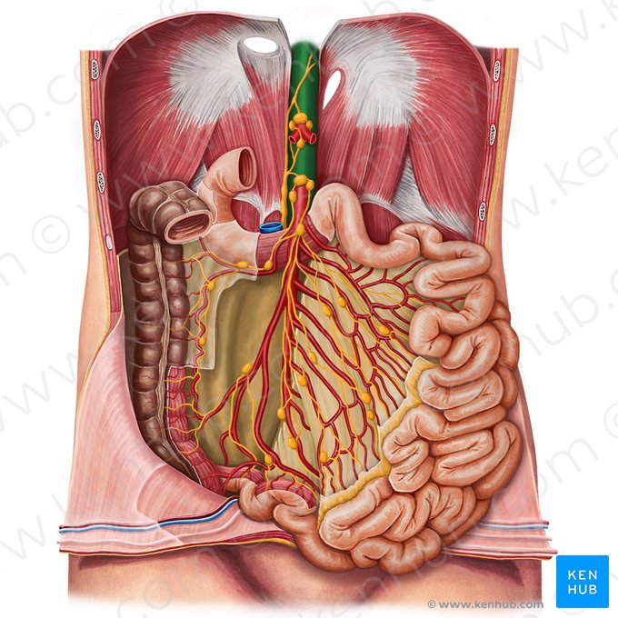 Aorta abdominal (Aorta abdominalis); Imagem: Irina Münstermann