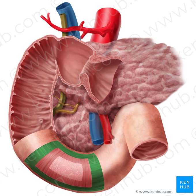 Longitudinal layer of muscular coat of duodenum (Stratum longitudinale tunicae muscularis duodeni); Image: Begoña Rodriguez
