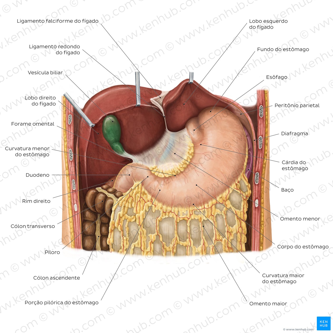 Stomach in situ