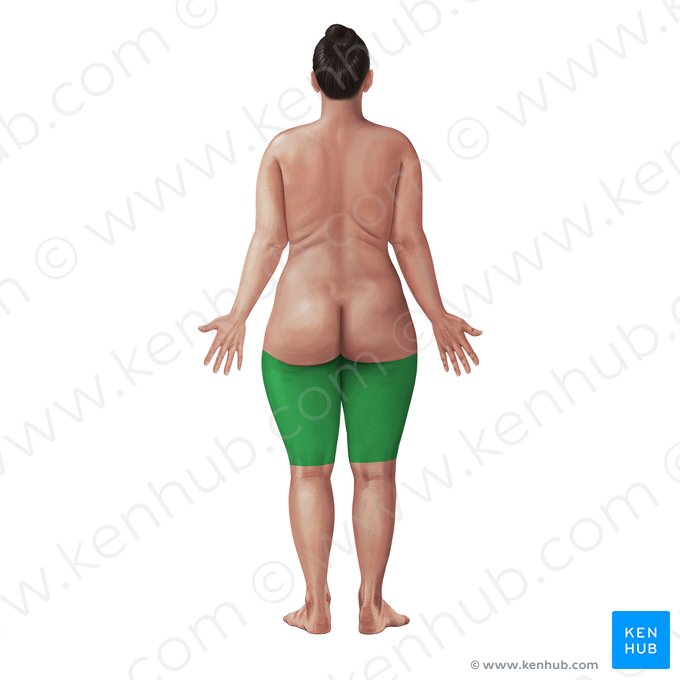 Posterior region of thigh (Regio posterior femoris); Image: Paul Kim