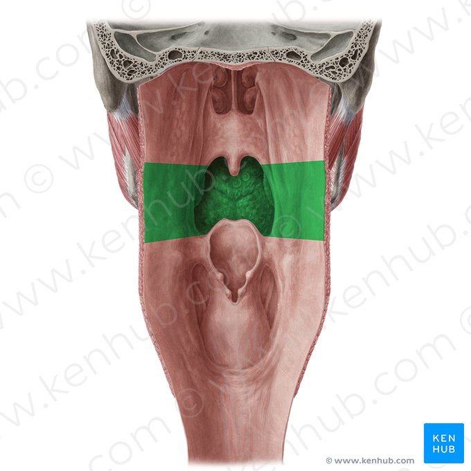 Orofarínge (Pars oralis pharyngis); Imagen: Yousun Koh