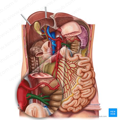 Artéria renal esquerda (Arteria renalis sinistra); Imagem: Irina Münstermann