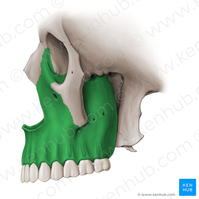 Maxilla (Oberkieferknochen); Bild: Paul Kim