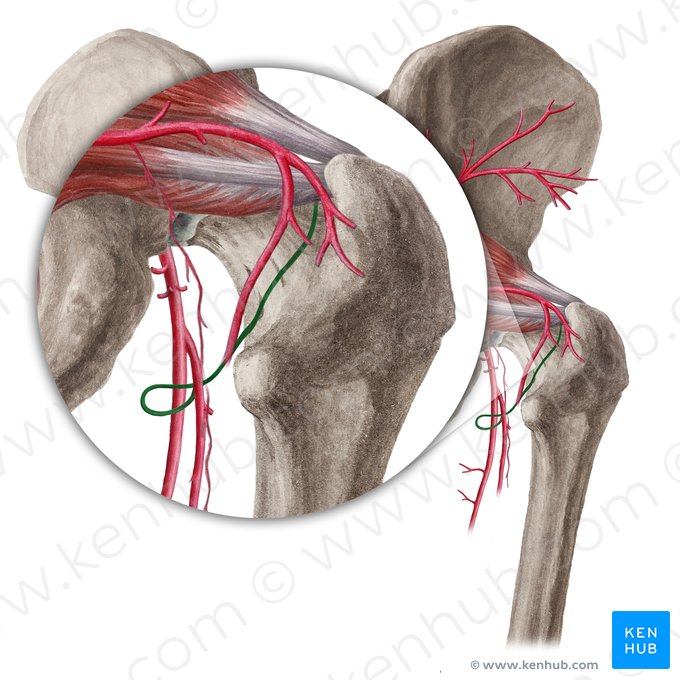 Medial circumflex femoral artery (Arteria circumflexa medialis femoris); Image: Liene Znotina