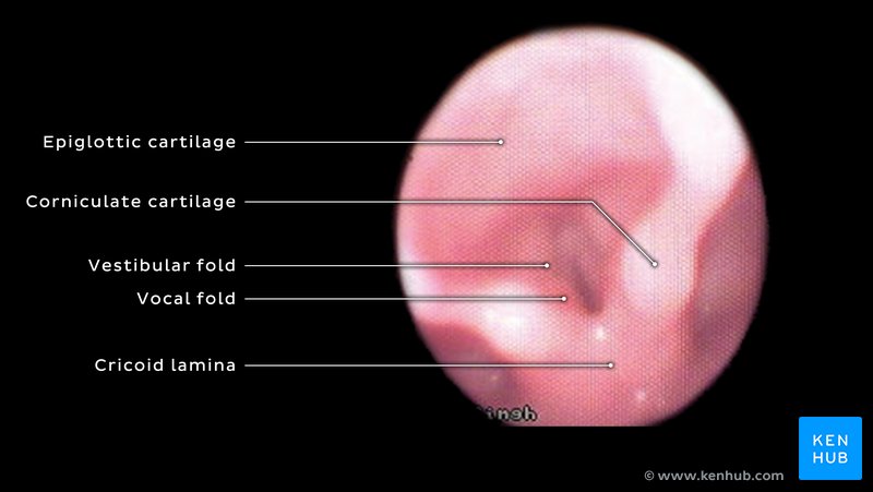 Larynx - Endoscopic View