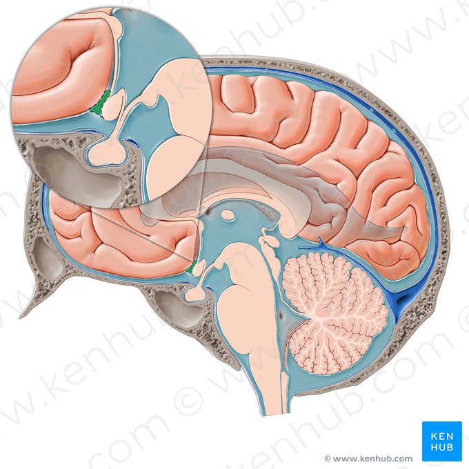 Cisterna da lâmina terminal (Cisterna laminae terminalis); Imagem: Paul Kim