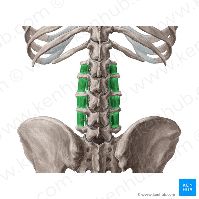 Músculos intertransversários lombares (Musculi intertransversarii lumborum); Imagem: Yousun Koh