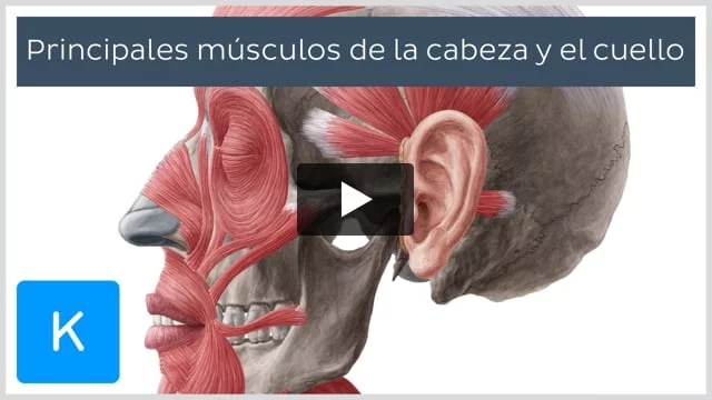 Principales m sculos de la cabeza y el cuello