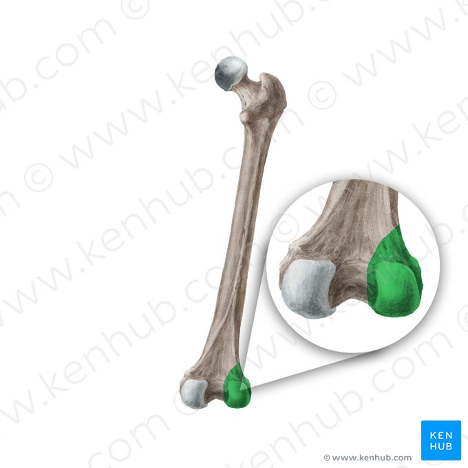 Cóndilo lateral del fémur (Condylus lateralis ossis femoris); Imagen: Liene Znotina