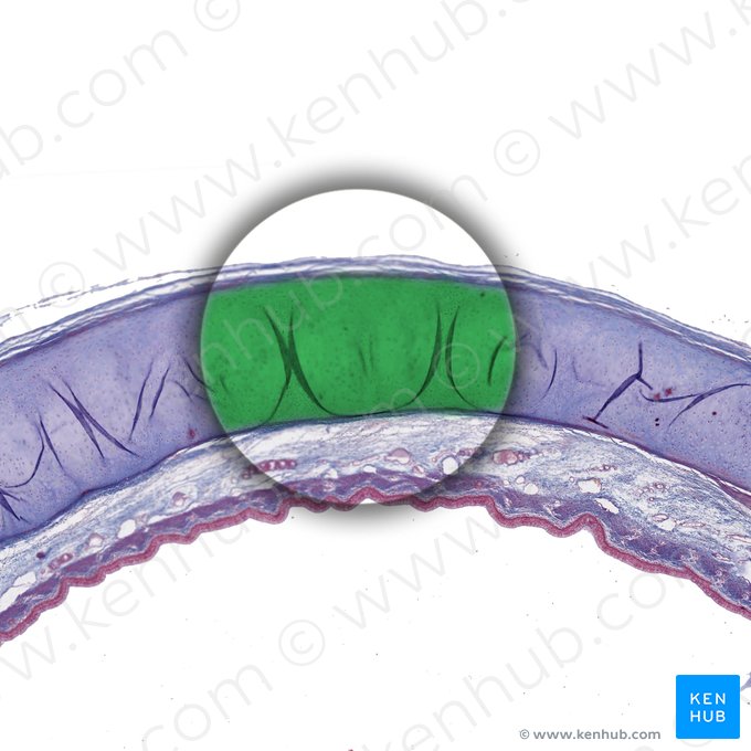 Cartilage hyalin de la trachée; Image : 