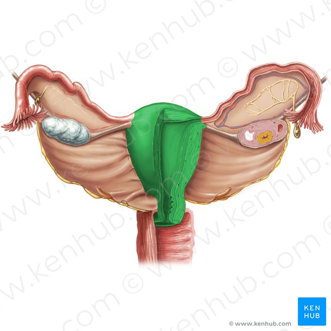 Uterus; Image: Samantha Zimmerman