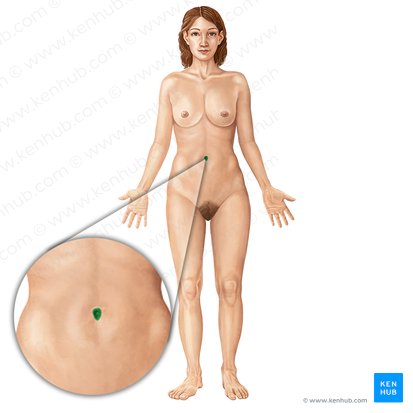 Umbigo (Umbilicus); Imagem: Irina Münstermann