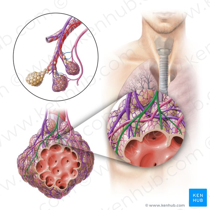Nervus bronchialis (Bronchialnerv); Bild: Paul Kim