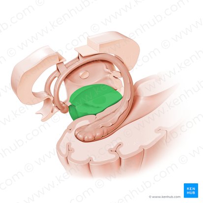 Cerebral peduncle (Pedunculus cerebri); Image: Paul Kim