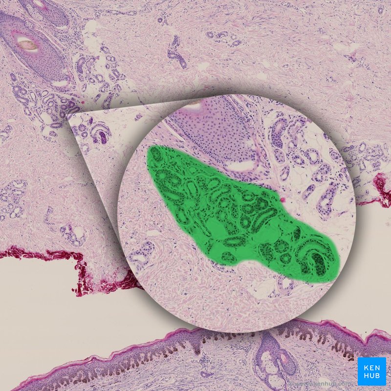 Apocrine sweat gland - histological slide