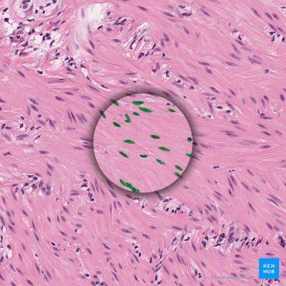 Nucleus of smooth muscle cell (Nucleus myocyti levis); Image: 