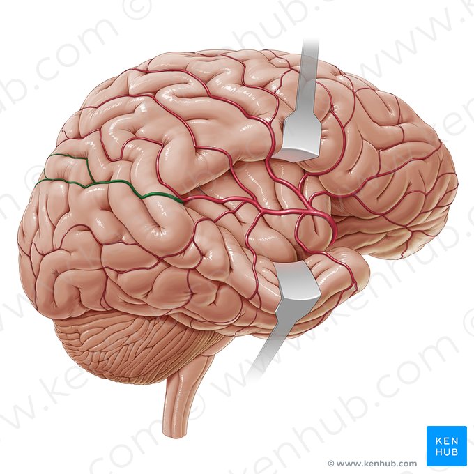 Artery to angular gyrus (Arteria gyri angularis); Image: Paul Kim