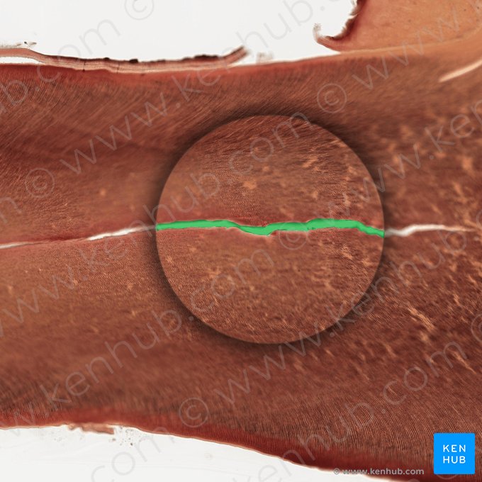 Pulp cavity; Image: 