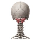 Suboccipital muscles
