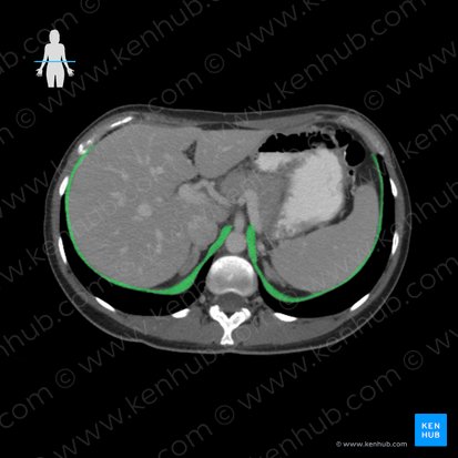 Diaphragme (Diaphragma); Image : 