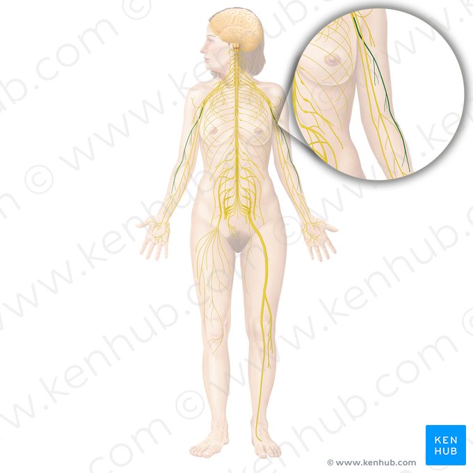 Radial nerve (Nervus radialis); Image: Begoña Rodriguez