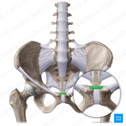 Ligamentum pubicum superius (Oberes Schambeinband); Bild: Liene Znotina