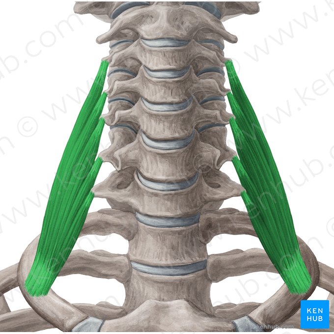 Músculo escaleno médio (Musculus scalenus medius); Imagem: Yousun Koh
