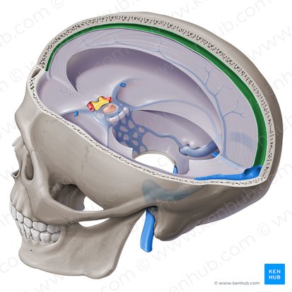 Seno sagital superior (Sinus sagittalis superior); Imagen: Paul Kim