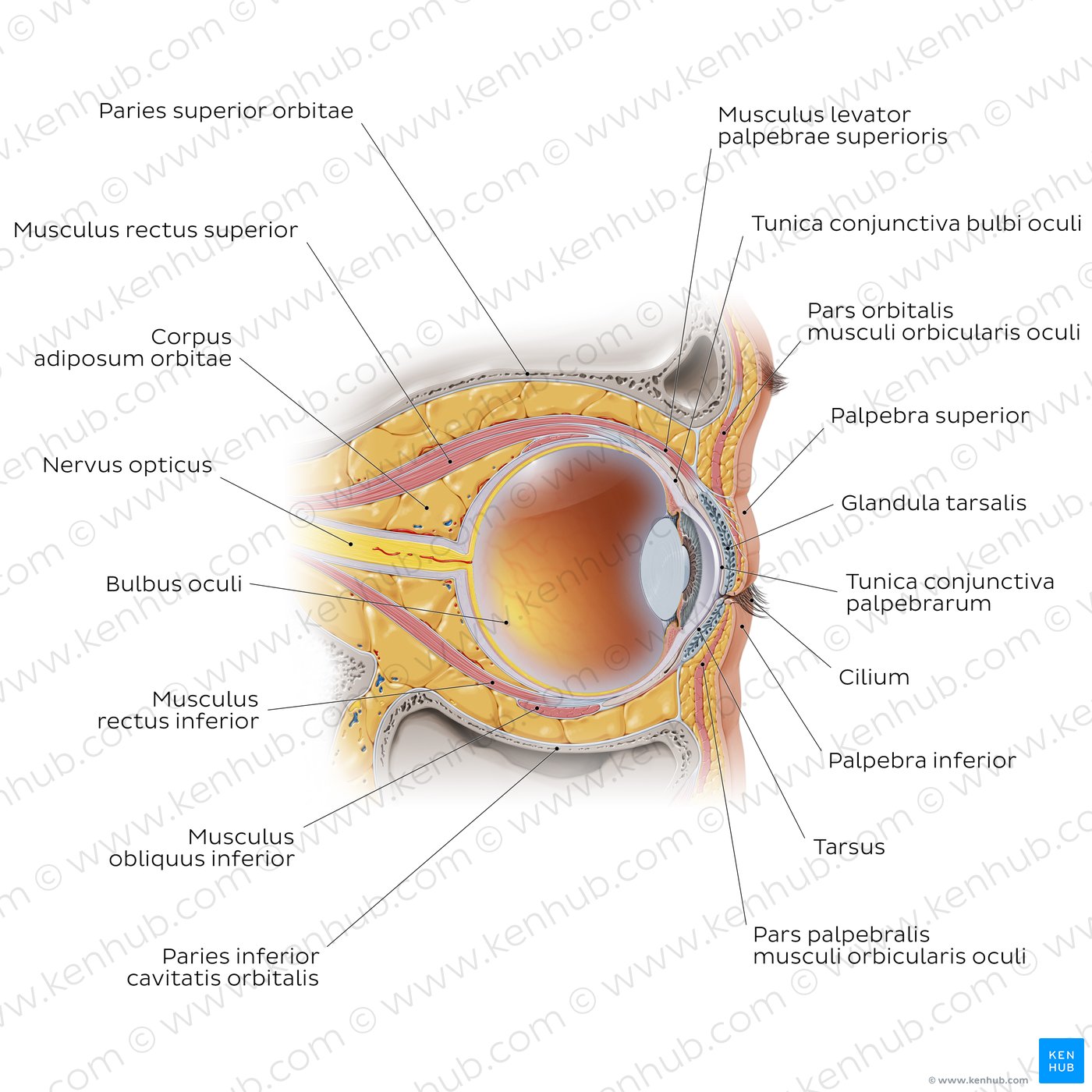 Sagittalschnitt durch das Auge
